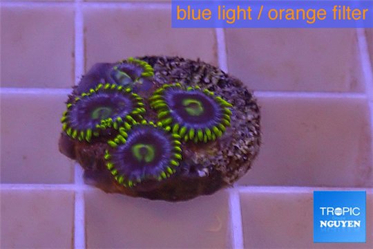 Zoanthus neon green magician blue 3-5 polyps WYSIWYG acclimaté
