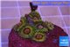 Zoanthus Fijii premium 5-6 polyps WYSIWYG acclimaté