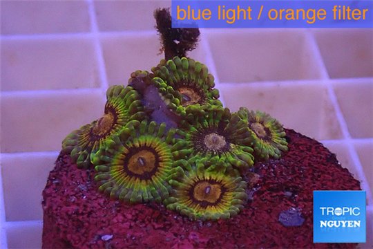 Zoanthus Fijii premium 5-6 polyps WYSIWYG acclimaté