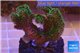 Pocillopora damicornis green & pink tip 2-4 cm WYSIWYG acclimaté