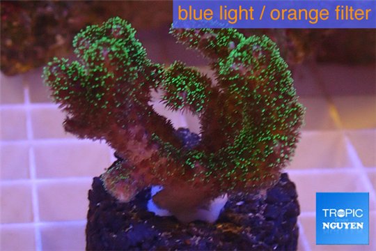 Pocillopora damicornis green & pink tip 2-4 cm WYSIWYG acclimaté