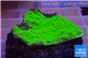 Montipora capricornis green plate 2-3 cm WYSIWYG acclimaté