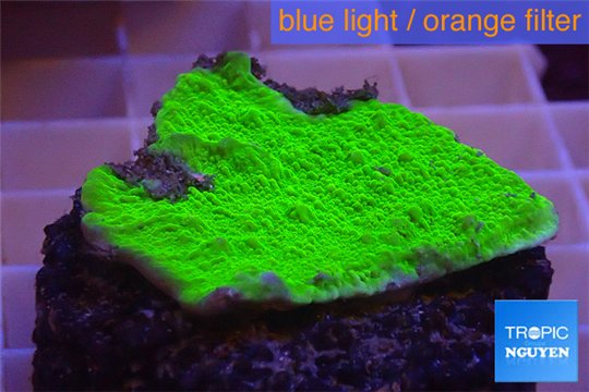 Montipora capricornis green plate 2-3 cm WYSIWYG acclimaté