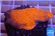 Montipora capricornis red plate 2-3 cm WYSIWYG acclimaté