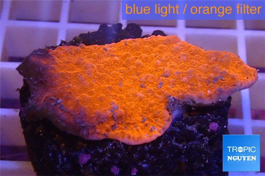 Montipora capricornis red plate 2-3 cm WYSIWYG acclimaté