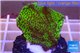 Montipora green & purple polyps 3-4 cm WYSIWYG acclimaté