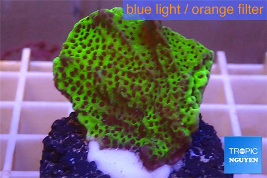 Montipora green & purple polyps 3-4 cm WYSIWYG acclimaté