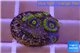 Zoanthus neon green magician blue 4-6 polyps WYSIWYG acclimaté