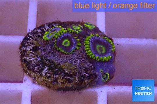 Zoanthus neon green magician blue 4-6 polyps WYSIWYG acclimaté
