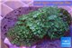 Rhodactis green big leaf 2 polyps WYSIWYG acclimaté