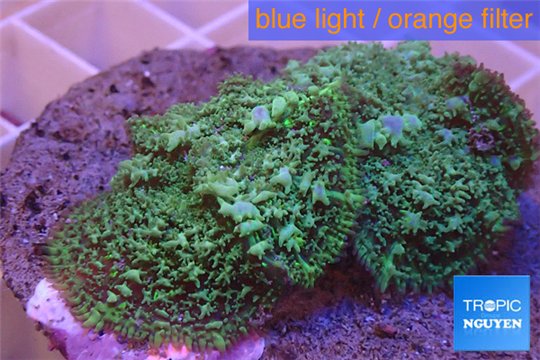 Rhodactis green big leaf 2 polyps WYSIWYG acclimaté