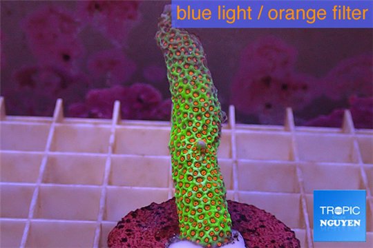 Montipora red fire forest 3-5 cm WYSIWYG acclimaté