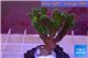 Pocillopora damicornis green & pink tip 2-4 cm WYSIWYG acclimaté