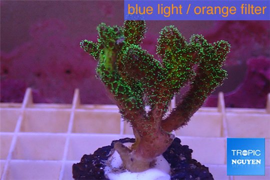 Pocillopora damicornis green & pink tip 2-4 cm WYSIWYG acclimaté