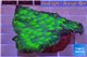 Echinopora lamellosa green spot 3-5 cm WYSIWYG acclimaté