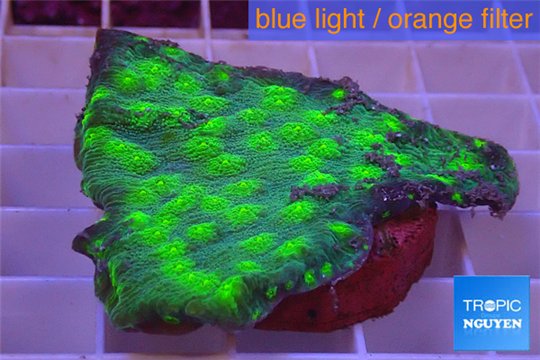 Echinopora lamellosa green spot 3-5 cm WYSIWYG acclimaté