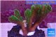 Pocillopora damicornis green & pink tip 2-4 cm WYSIWYG acclimaté