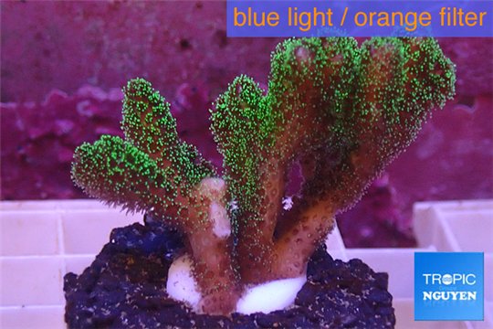 Pocillopora damicornis green & pink tip 2-4 cm WYSIWYG acclimaté