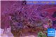 Xenia long polyps 7-12 cm WYSIWYG acclimaté