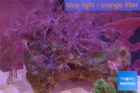 Xenia long polyps 7-12 cm WYSIWYG acclimaté