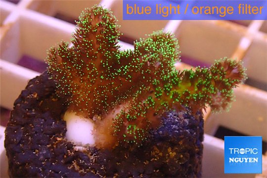 Pocillopora damicornis green & pink tip 2-3 cm WYSIWYG acclimaté