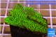 Montipora green & purple polyps 3-4 cm WYSIWYG acclimaté