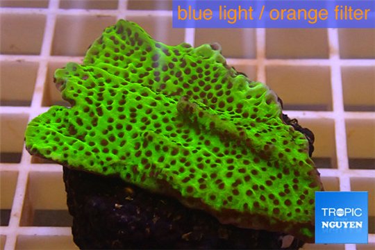 Montipora green & purple polyps 3-4 cm WYSIWYG acclimaté