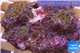 Rhodactis rainbow 4-6 cm WYSIWYG acclimaté