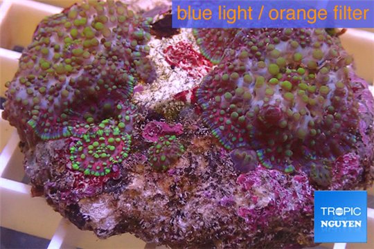 Rhodactis rainbow 4-6 cm WYSIWYG acclimaté