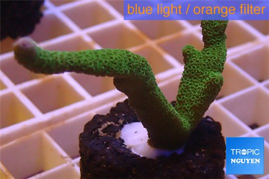 Montipora digitata green 4-6 cm WYSIWYG acclimaté