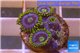 Zoanthus neon green magician blue 4-6 polyps WYSIWYG acclimaté
