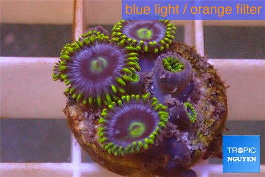 Zoanthus neon green magician blue 4-6 polyps WYSIWYG acclimaté