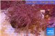 Xenia long polyps 7-10 cm WYSIWYG acclimaté