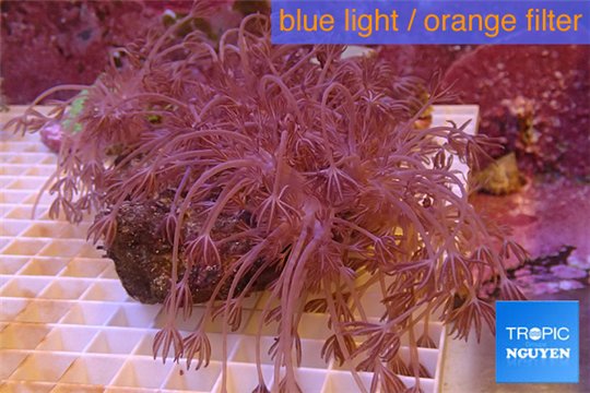 Xenia long polyps 7-10 cm WYSIWYG acclimaté