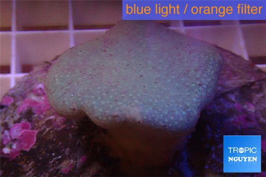 Sarcophyton long polyps 4-8 cm WYSIWYG acclimaté