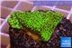 Montipora green & purple polyps 2-3 cm WYSIWYG acclimaté