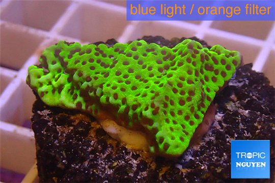 Montipora green & purple polyps 2-3 cm WYSIWYG acclimaté