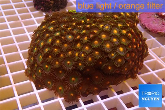 Zoanthus garden mix color 9-12 cm WYSIWYG acclimaté