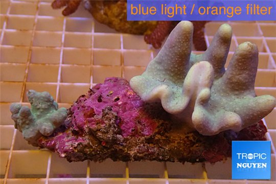 Sarcophyton full neon green polyps Australia 7-10 cm WYSIWYG acclimaté