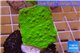 Montipora capricornis green plate 2-4 cm WYSIWYG acclimaté
