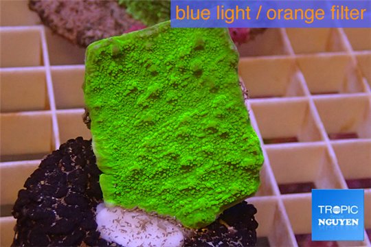 Montipora capricornis green plate 2-4 cm WYSIWYG acclimaté