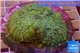 Rhodactis green big leaf 5-6 cm WYSIWYG acclimaté