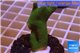 Montipora digitata green 3-4 cm WYSIWYG acclimaté