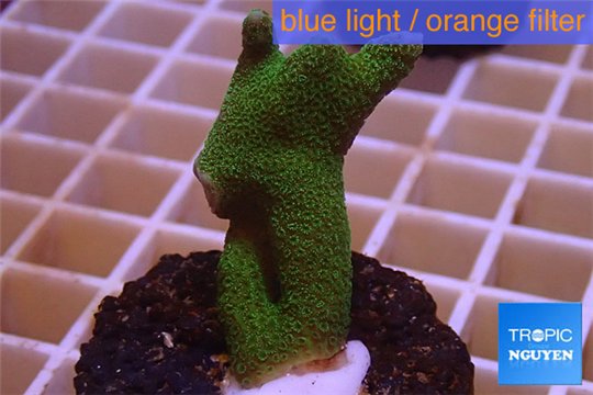 Montipora digitata green 3-4 cm WYSIWYG acclimaté