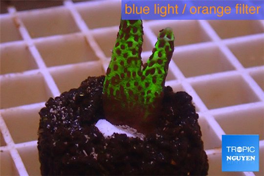 Montipora green & purple polyps 1-2 cm WYSIWYG acclimaté