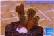 Pocillopora damicornis green & pink tip 2-3 cm WYSIWYG acclimaté