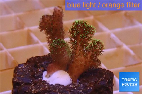 Pocillopora damicornis green & pink tip 2-3 cm WYSIWYG acclimaté