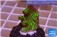 Montipora green & purple polyps 2-3 cm WYSIWYG acclimaté