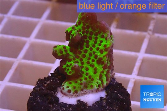 Montipora green & purple polyps 2-3 cm WYSIWYG acclimaté