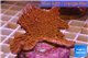 Montipora red purple polyps 3-4 cm WYSIWYG acclimaté